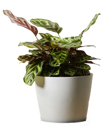 Calathea (+more sizes) Plant