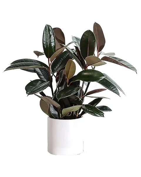 Rubber Tree Plant in South San Francisco CA - El Camino Florist