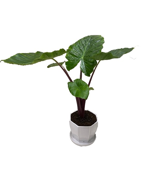 Alocasia Calidora in South San Francisco CA - El Camino Florist