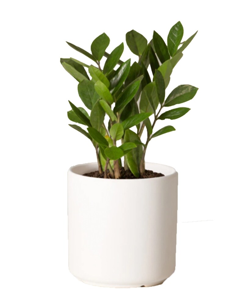 ZZ Plant in South San Francisco CA - El Camino Florist