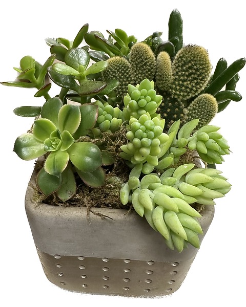 Succulent Garden in South San Francisco CA - El Camino Florist