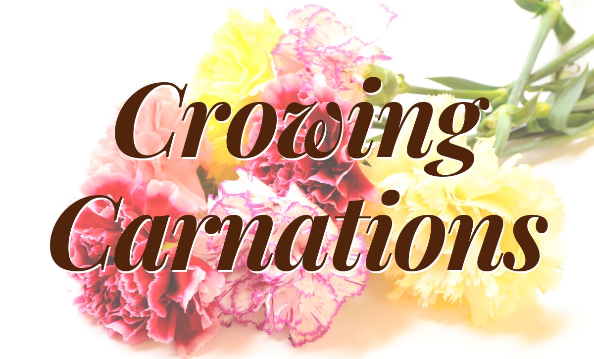 Crowning Carnations