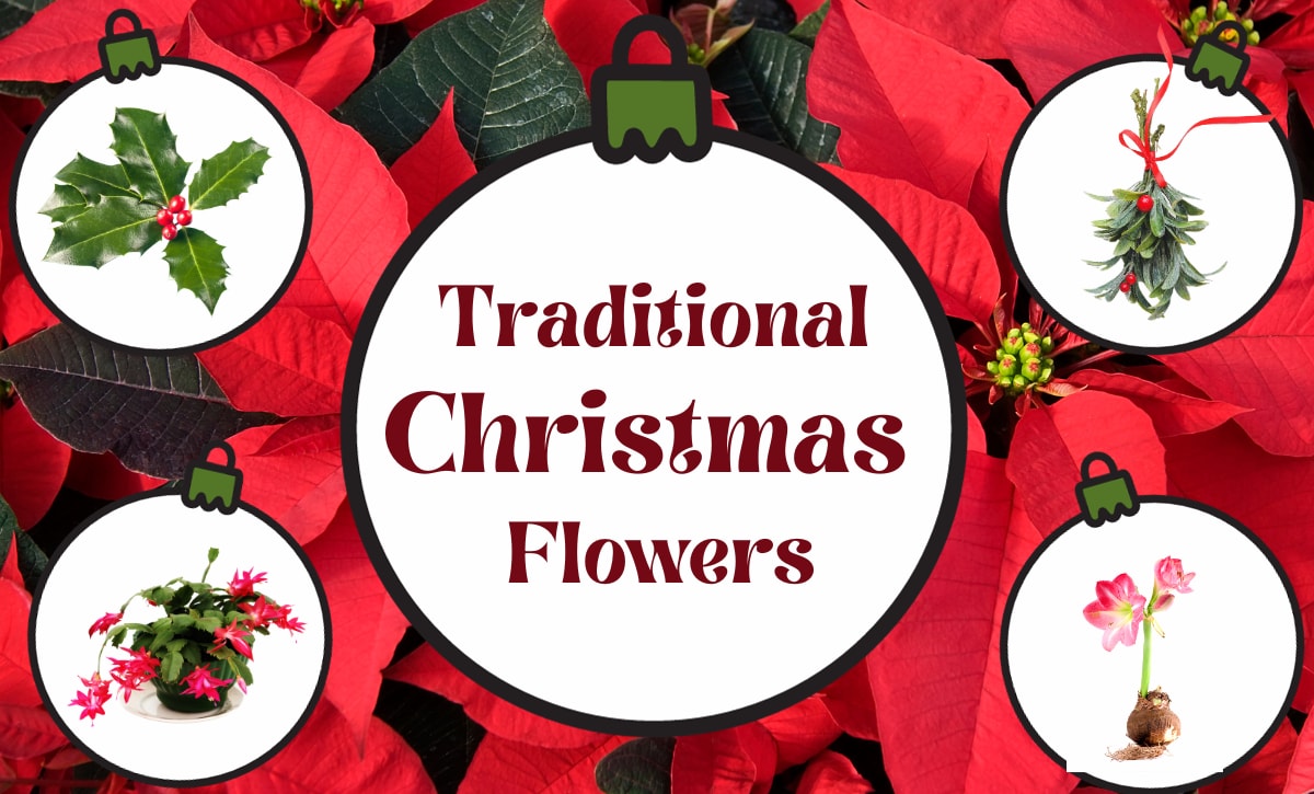 Traditional Christmas Flowers