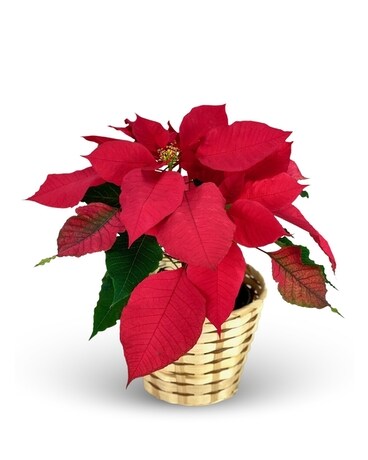 Poinsettia Flower Arrangement