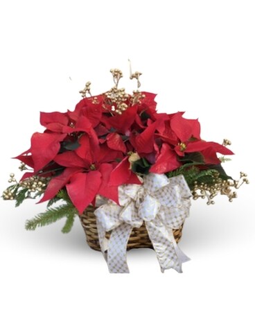 Triple Poinsettia Plant Basket