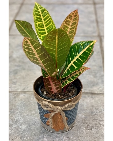 Desktop Croton Flower Arrangement