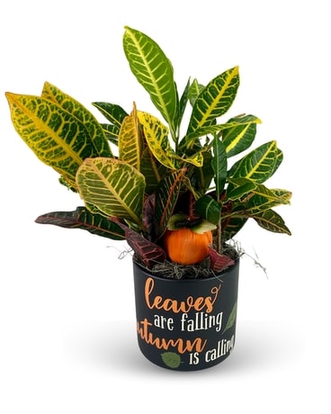 Autumn is Calling Croton Plant