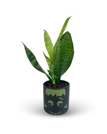 Frankenstein Plant Plant