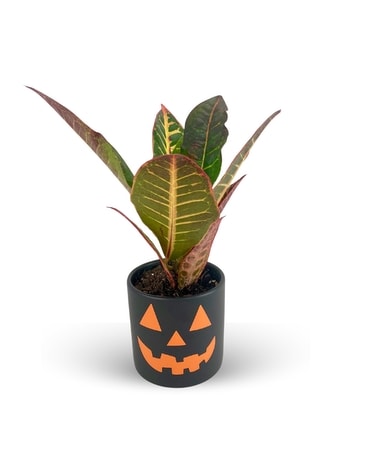 Desktop JackOLantern Croton Flower Arrangement