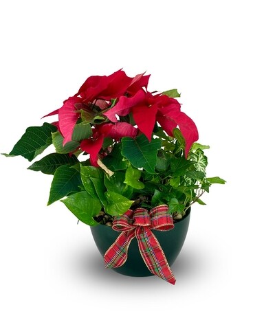Poinsettia Dish Garden Flower Arrangement