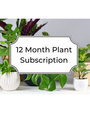 Plant Subscription for 12 months Plant