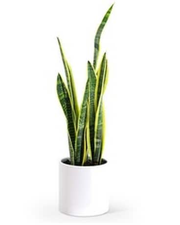 Sanservieria Plant in Modern Container Flower Arrangement