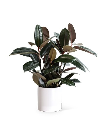 Rubber Tree Plant in Modern Container Plant