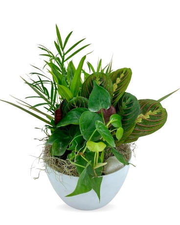 Dishgarden in White Bowl Plant
