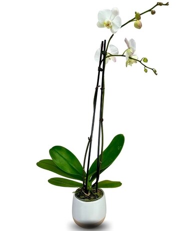 Orchid Plant Plant
