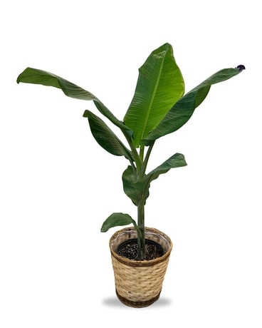 Banana Plant Plant