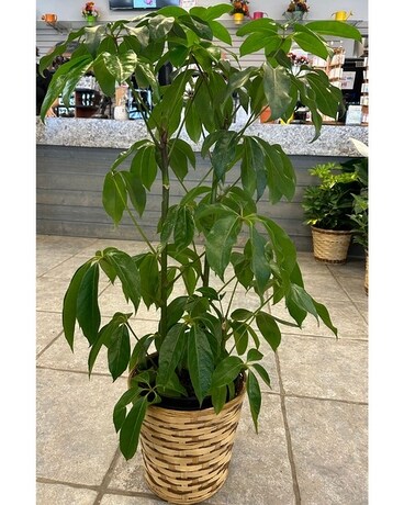 Umbrella Plant Plant
