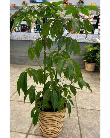 Umbrella Plant Plant