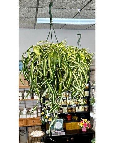 Spider Hanging Plant Plant
