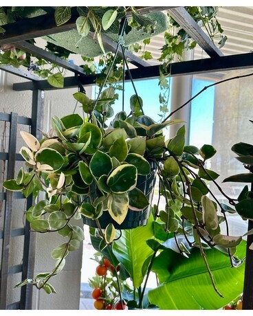 Hoya Hanging Plant Plant
