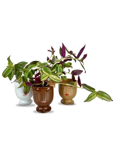 Wandering Dudette Plant