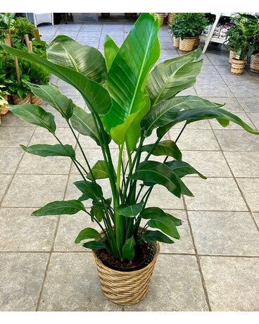 White Bird of Paradise Plant Plant