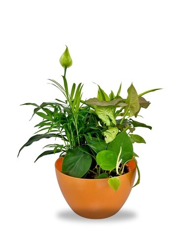 Summer Dishgarden Plant