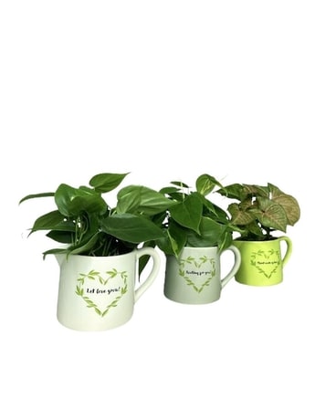 Affirmation Planter Plant