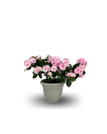 Desktop Azalea Plant Plant
