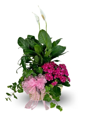 Triple Plant Basket with Kalanchoe Plant