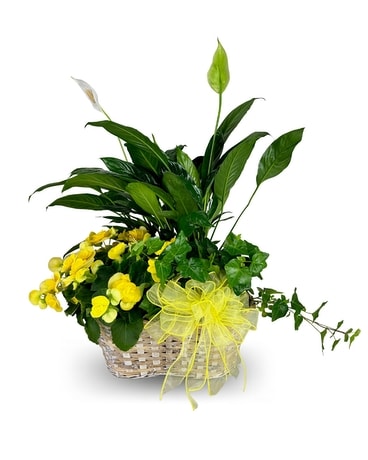 Triple Plant Basket with Begonia Flower Arrangement