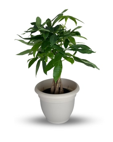 Money Tree Plant