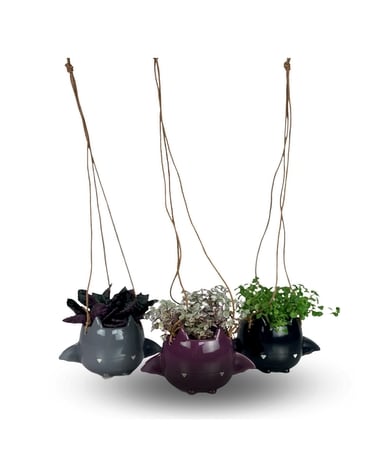 Hanging Bat Plant Plant