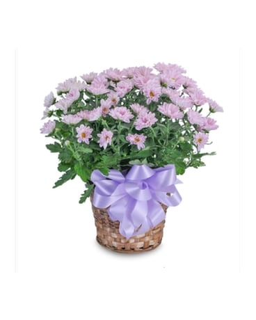 Mum Plant Plant