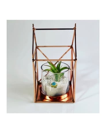 Tillandsia Air Plant Terrarium Plant