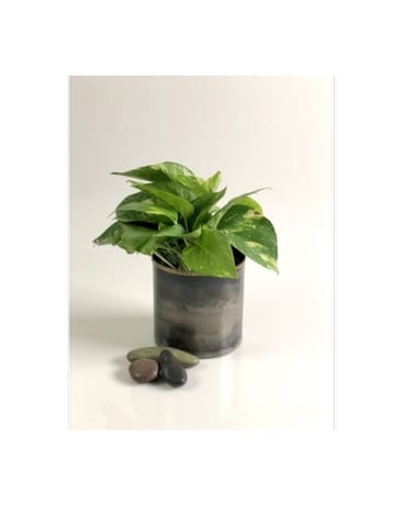 Desktop Pothos Plant Flower Arrangement