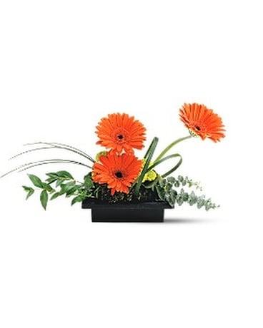 Zen Gerbera Bowl Flower Arrangement