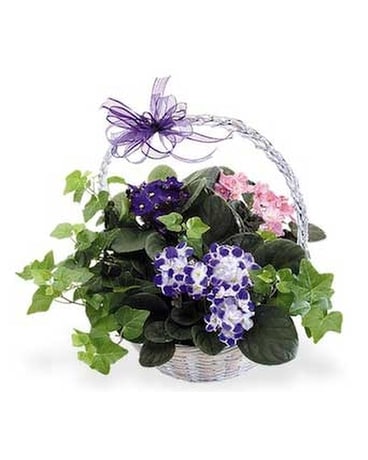 Violet Basket Plant