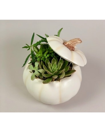 Pump-Succulents Plant