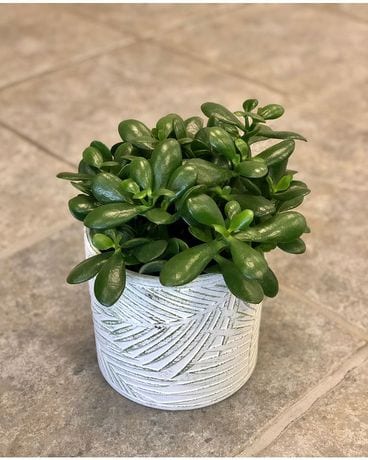 Jade Plant Plant