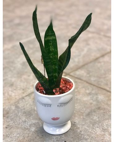 Celfie - Snake Plant Plant