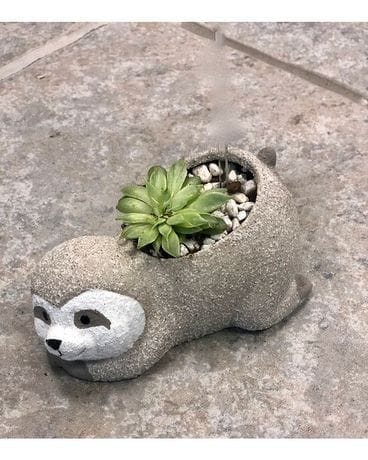 Sleepy Sloth Flower Arrangement