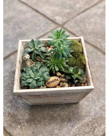 Deep Thoughts Plant