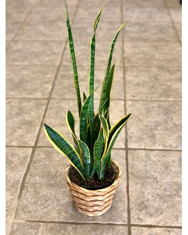 Snake Plant - 6 Inch Plant