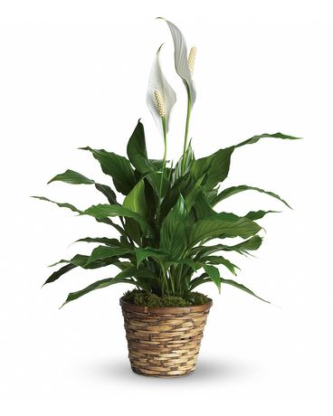 Peace Lily Plant Plant
