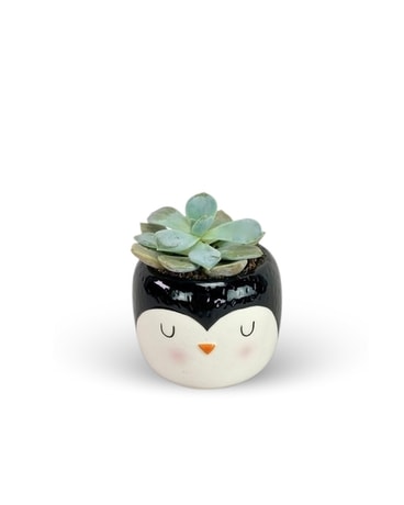 Penguin Succulent Plant