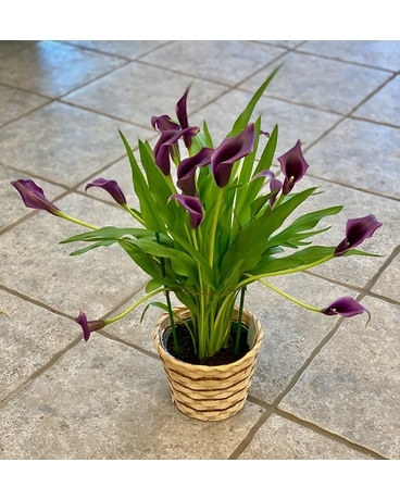 Calla Lily Plant Plant