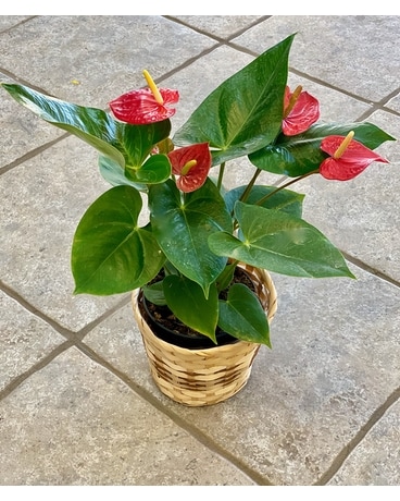 Anthurium Plant in Wichita KS - Tillie's Flower Shop