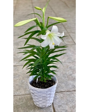 Easter Lily Plant Plant