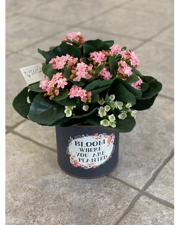 Bloom Artificial Arrangement Flower Arrangement